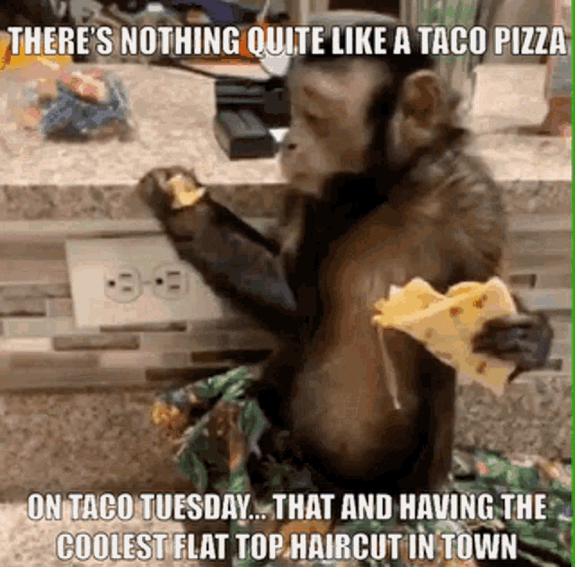 Monkey Eating GIF - Monkey Eating Nothing Like A Taco Pizza GIFs