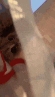 a close up of a cat behind a curtain