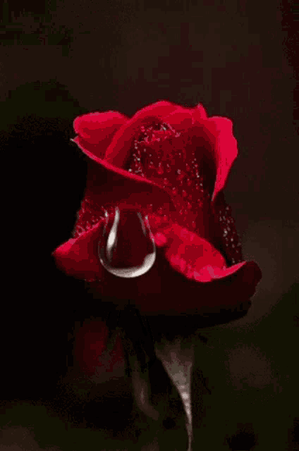 a close up of a red rose with a drop of water on it .