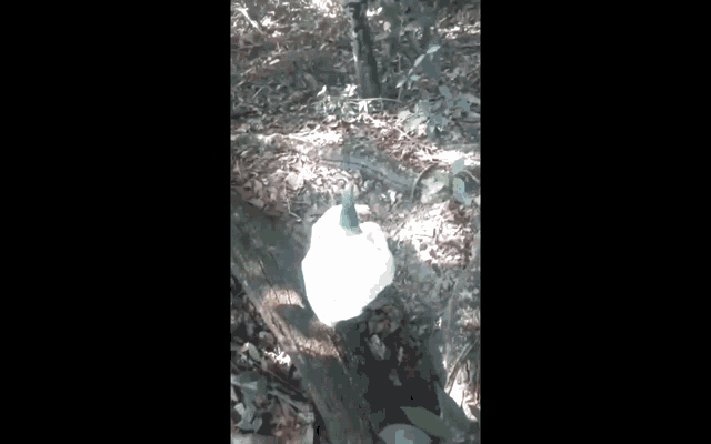 a white object hanging from a tree branch in the woods