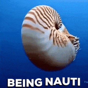 Nautilus GIF - Nautilus GIFs