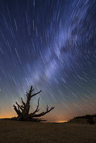 a tree silhouetted against a night sky with stars