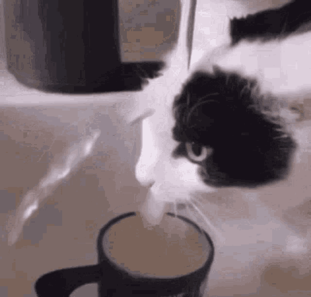 Cat Drinking Faucet GIF - Cat Drinking Faucet GIFs
