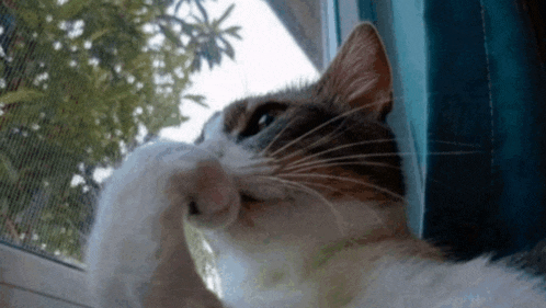 a cat is looking out a window with its paw on the glass