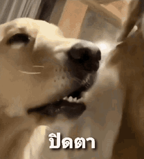 a close up of a dog 's face with the word ปิด written on the bottom