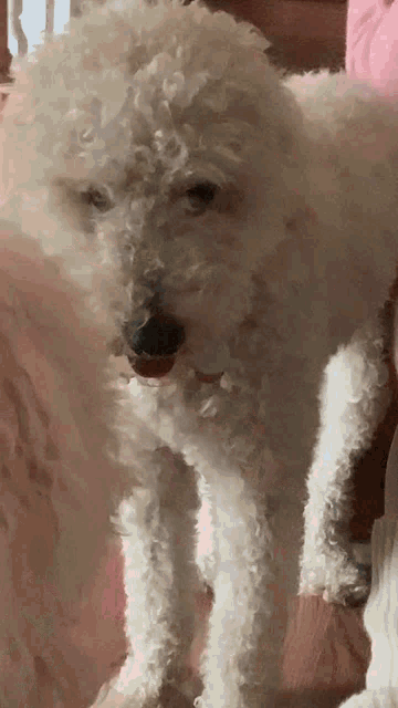 a close up of a white poodle with a pink collar