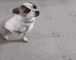 a small white and brown dog is running on a concrete floor .