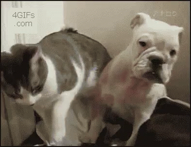Cat Dogs GIF - Cat Dogs Fight GIFs