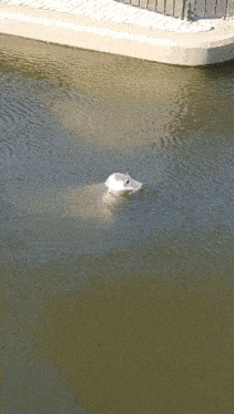 a statue of a polar bear is floating in the water