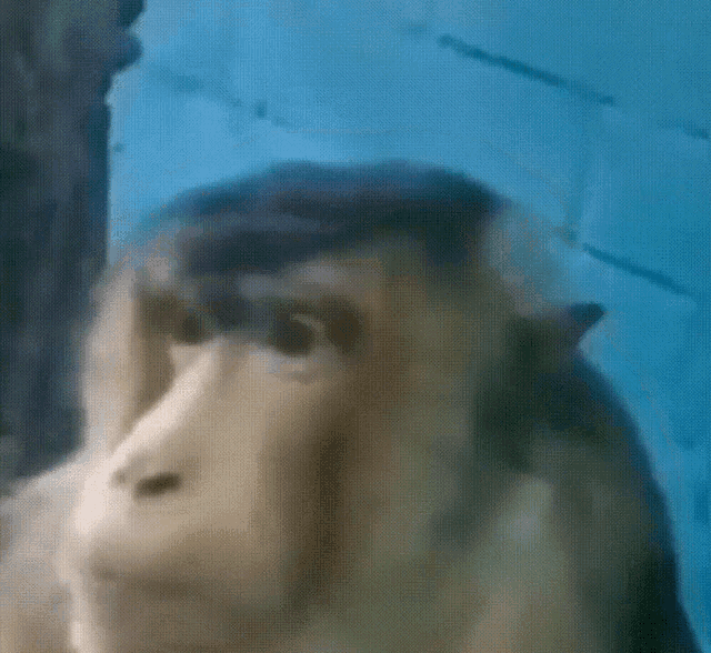 Monkey Stare GIF - Monkey Stare Glare GIFs