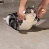 a person is holding a cat in a black bag .