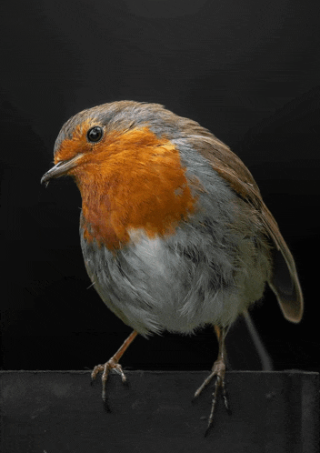 a small bird with a red head and grey feathers