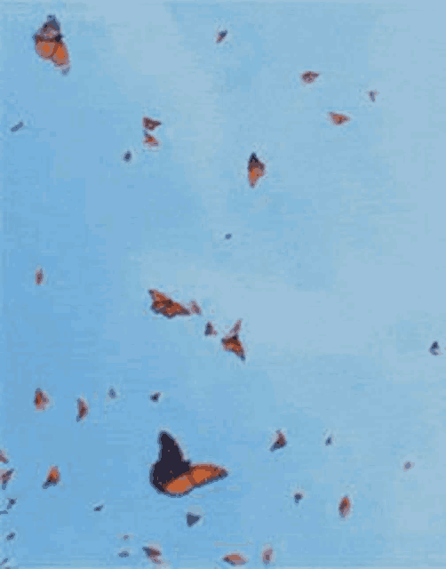 a flock of butterflies flying in the sky .