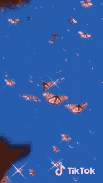 a bunch of butterflies are flying in the blue sky