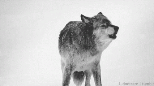 Wolf Howl GIF - Wolf Howl GIFs