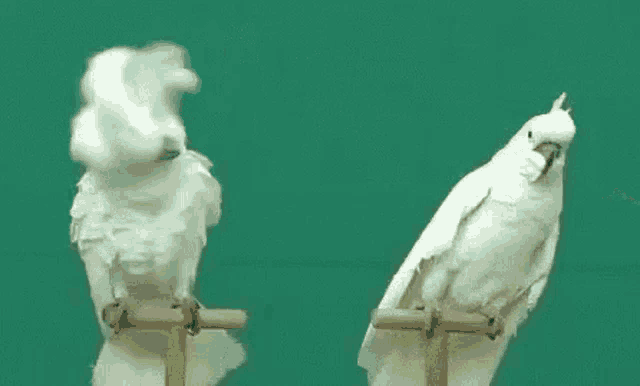 a white parrot with a yellow beak is sitting on a green background .