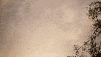 a bat is flying through a cloudy sky near a tree .