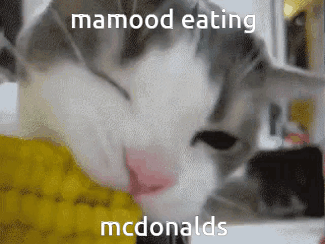 Mamood Mcdonalds GIF