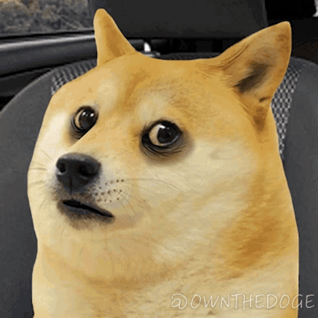 Putting Earbuds On The Doge Nft GIF - Putting Earbuds On The Doge Nft Wearing Earbuds GIFs