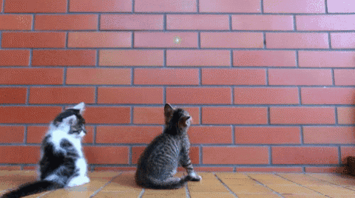 two cats sitting in front of a brick wall