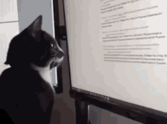 Cat Reads Reading GIF