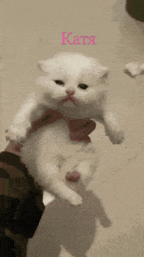 Me Gustas Katya Kitten GIF - Me Gustas Katya Kitten GIFs