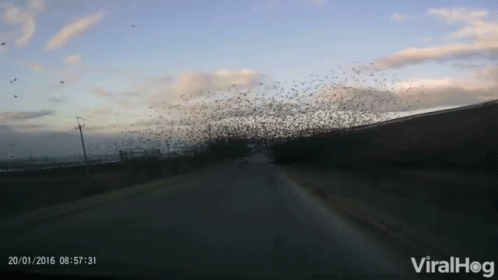 Flock Swarm GIF - Flock Swarm Birds GIFs