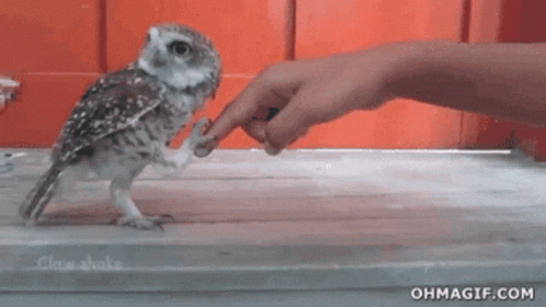 Owl Shake GIF - Owl Shake GIFs