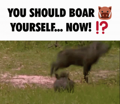 Boar Boars GIF - Boar Boars You Should GIFs