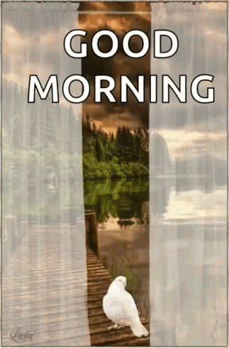 Good Morning Dove GIF - Good Morning Dove Curtains GIFs