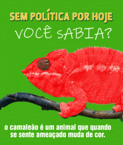 Camaleao Bolsonaro GIF - Camaleao Bolsonaro Voce Sabia GIFs