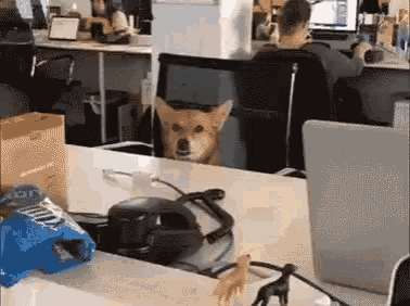 a dog is sitting at a desk in an office with a bag of chips on the table .