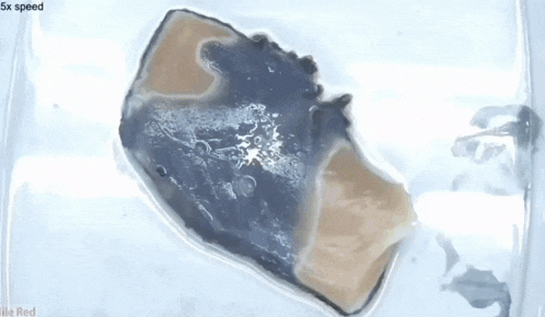 a piece of bread is floating in a container of water with the words 5x speed above it