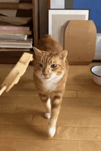 a cat is walking on a wooden floor with a bowl in the background
