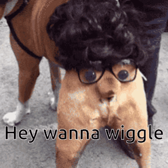 a dog wearing glasses and a wig with the words hey wanna wiggle written below it
