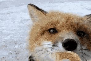 a close up of a fox 's face with a white background