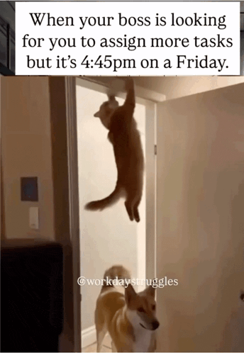 a picture of a dog and a cat that says when your boss is looking