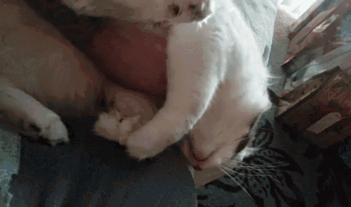 Cats Bellyrubs GIF - Cats Bellyrubs Belly GIFs