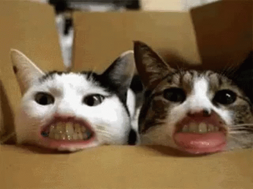 Cats Human Mouths GIF - Cats Human Mouths Funny Face GIFs