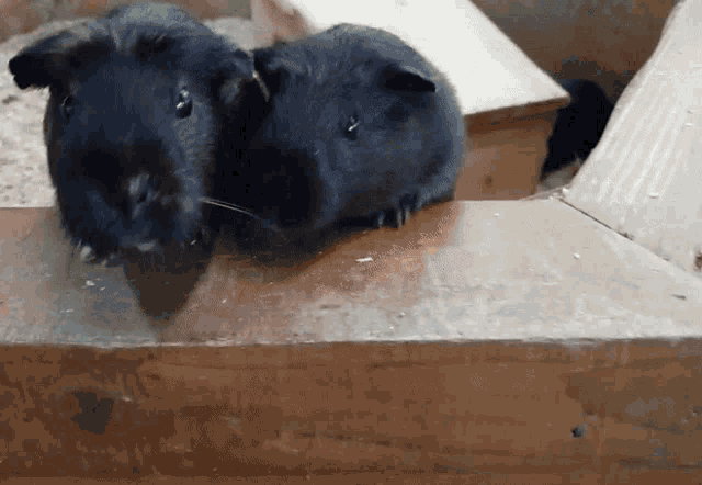 two black guinea pigs standing next to each other on a wooden surface