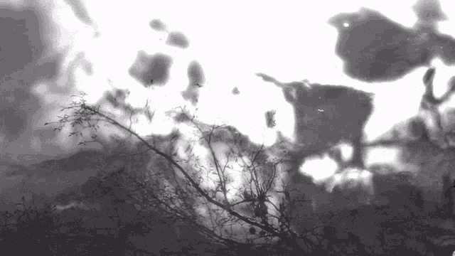 a black and white photo of a tree with a bird flying in the background