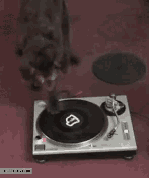 a cat standing next to a turntable that has a letter b on it