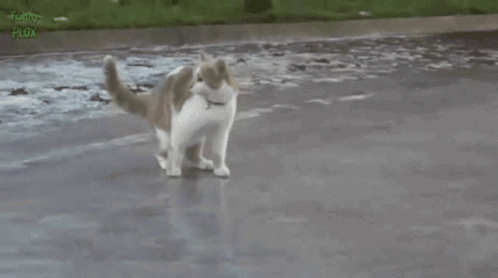 Cat Slippery GIF - Cat Slippery Play GIFs