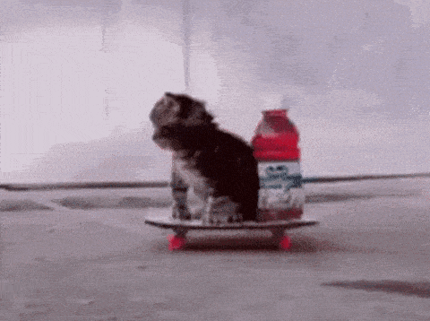 Jeong43va Cat With Juice On Skateboard GIF - Jeong43va Cat With Juice On Skateboard GIFs