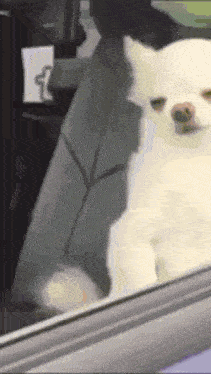 a small white dog is sitting in a car looking out the window .