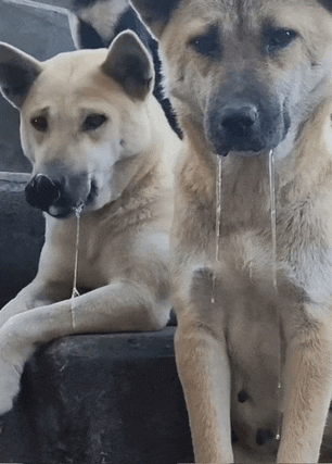 two dogs sitting next to each other with their mouths full of water