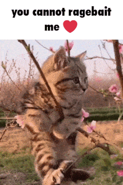 a picture of a cat holding a branch with the words you cannot ragebait me
