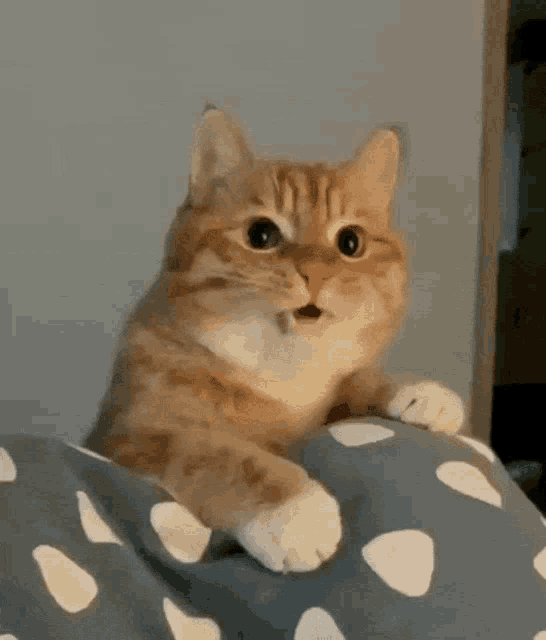 Gatito Cat GIF - Gatito Cat Cute GIFs