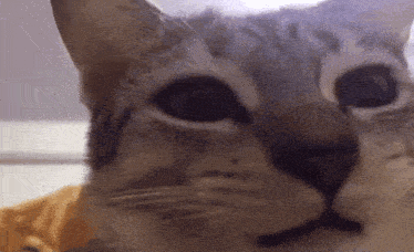 a close up of a cat 's face with a purple background