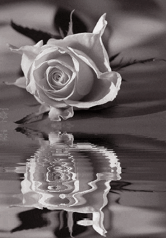 a black and white photo of a white rose in the water